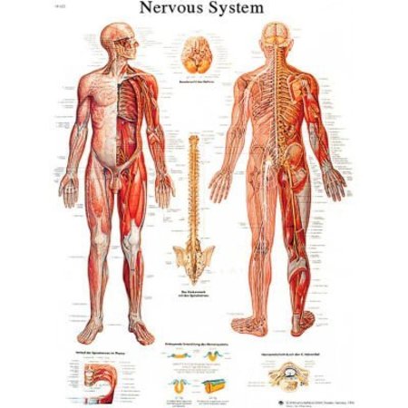 FABRICATION ENTERPRISES 3BÂ Anatomical Chart - Nervous System Chart, Paper 12-4628P